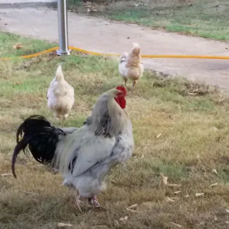 Granate Garden Villa Çıralı